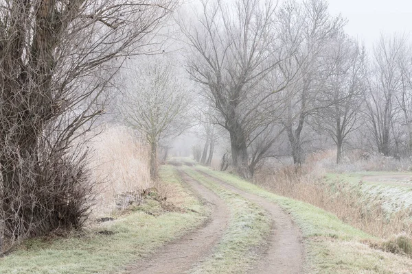 Smutsig Väg Vintern Längs Vägen Finns Frostade Träd Det Dimma — Gratis stockfoto