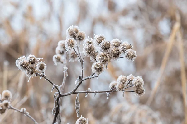 Tas Chardons Qui Sont Givrés Avec Glaçage Blanc — Photo