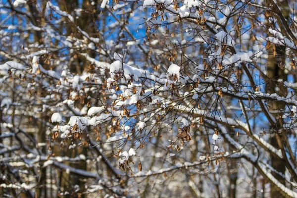 Snöigt Skogslandskap Träd Täckta Med Snö — Stockfoto