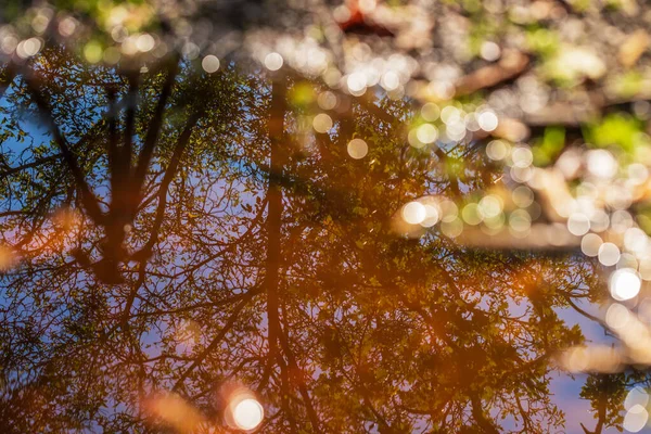 雨后在水坑里的一棵大落叶树的倒影 在背景是一个很好的Bokeh由摄影技术创造 — 图库照片