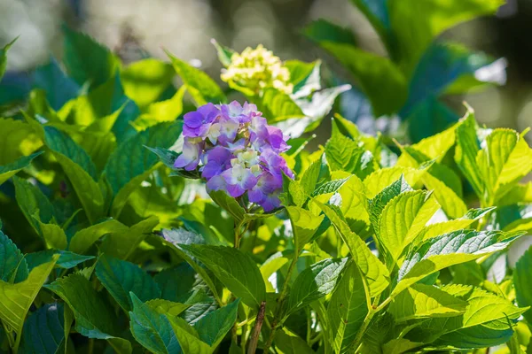 Blauw Paarse Bloem Een Groene Achtergrond Bij Zonnig Weer — Stockfoto