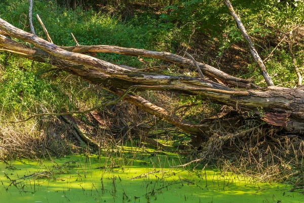 Yeşil Planktonlarla Kaplı Bir Göletin Üzerine Büyük Bir Ağaç Devrildi — Stok fotoğraf