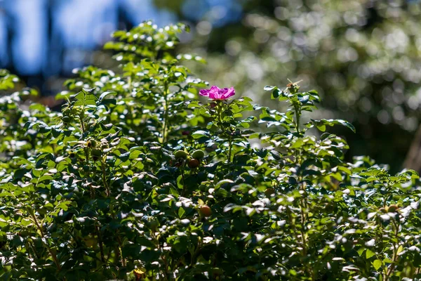 Рожева Квітка Дикої Троянди Зеленому Листі Задньому Плані Гарний Боке — стокове фото