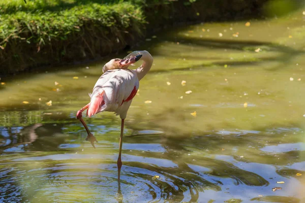 Rosafarbener Flamingo Phoenicopterus Roseus Steht Auf Einem Bein Wasser Und — Stockfoto