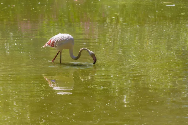 Flamingo Rosado Phoenicopterus Roseus Encuentra Agua Tiene Cabeza Sobre Agua — Foto de Stock