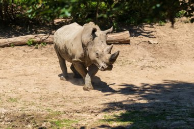Kör burunlu gergedan - Ceratotherium simum ağaçların altındaki çayırdan geçiyor.