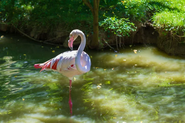 Rosafarbener Flamingo Phoenicopterus Roseus Steht Auf Einem Bein Wasser Hintergrund — Stockfoto