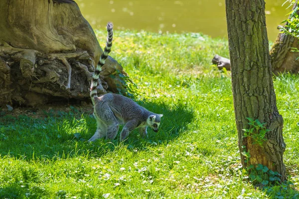 Lemur Lemur Catta Está Chão Grama — Fotografia de Stock