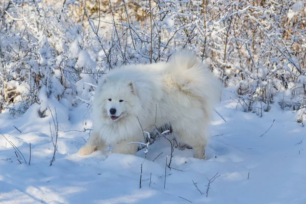 Samoyed Samoyed Schöne Sibirische Rasse Weißen Hund Steht Schnee Der — Stockfoto