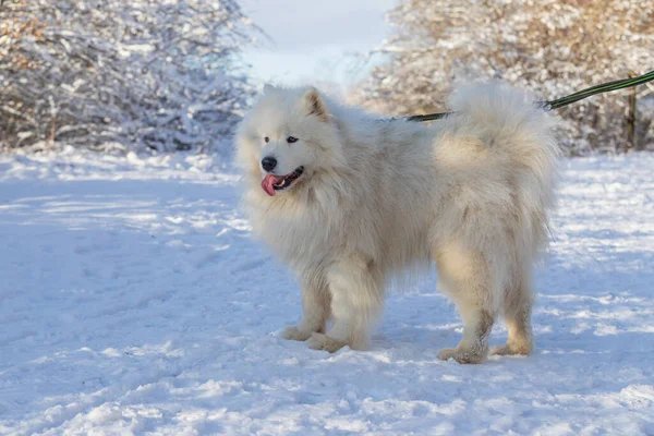 Samoyed Samoyed Bela Raça Siberian Cão Branco Samoyed Tem Língua — Fotografia de Stock