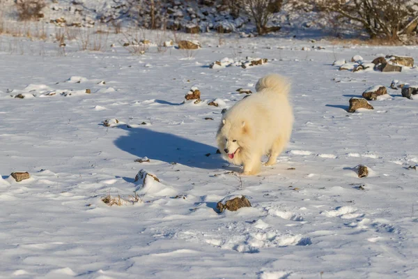 사모예드 Samoyed 달리는 아름다운 시베리아흰 밖으로 있습니다 — 스톡 사진