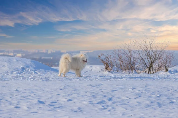 Samoyed Samoyed Krásný Plemeno Sibiřský Bílý Pes Stojící Sněhu Otevřená — Stock fotografie