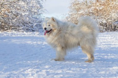 Samoyed - Samoyed güzel cins Sibirya beyaz köpeği karda duruyor ve dili dışarı çıkıyor. Arka planda karla kaplı ağaçlar var..