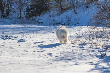 Samoyed, karda koşan güzel bir Sibirya beyaz köpeği. Köpeğin dili dışarıda, karlar etrafında uçuşuyor.