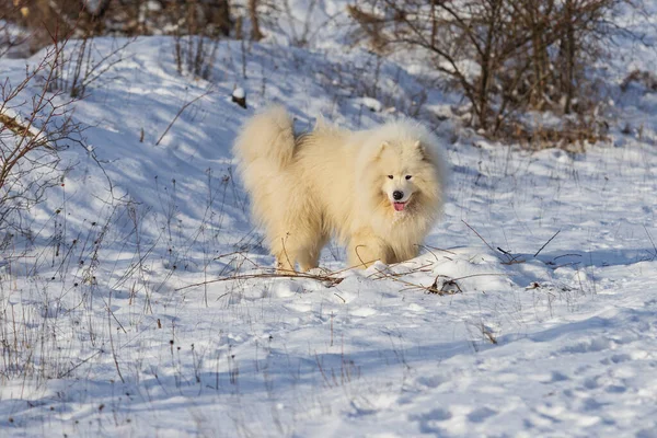 サモイド サモイドの美しい品種シベリアの白い犬は雪の中に立っており 彼の舌を持っています 背景には雪に覆われた木々がある — ストック写真