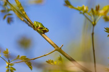 Yeşil ağaç kurbağası - Ormanda bir ağaç dalında oturan Hyla arborea.