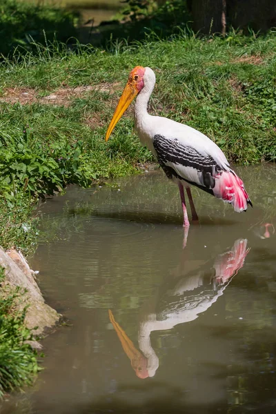 Großer Vogel Nesyt Africa Mycteria Ibis Aus Der Familie Der — Stockfoto