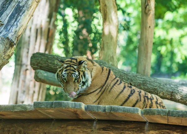 Retrato Tigre Que Yace Sobre Una Plataforma Madera Saca Lengua — Foto de Stock