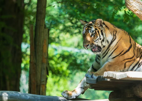 Retrato Tigre Acostado Bosque Entre Los Árboles Tigre Tiene Boca — Foto de Stock