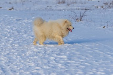 Samoyed, karda koşan güzel bir Sibirya beyaz köpeği. Köpeğin dili dışarıda, karlar etrafında uçuşuyor.