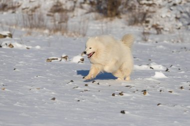 Samoyed, karda koşan güzel bir Sibirya beyaz köpeği. Ağzı açık ve gülüyor gibi görünüyor..