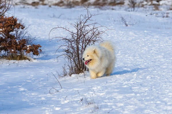 Samoyed 雪の中で実行されているSamoyed美しい品種シベリアの白い犬 犬の舌が出て雪が彼の周りを飛んでいる — ストック写真