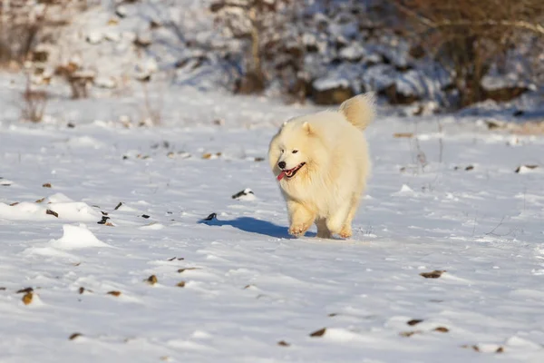 Samoyed Samoyed Bela Raça Siberian Cão Branco Correndo Neve Língua — Fotografia de Stock