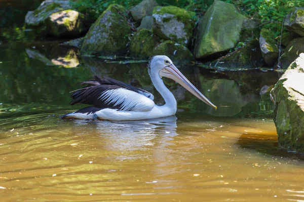 Large Black White Bird Large Beak Australian Pelican Pelecanus Conspicillatus — Stock Photo, Image