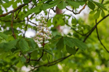Kestane ağacının beyaz çiçeği yaprakların arasında.