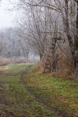 Kış manzarası. Ağaçlar arasındaki orman yolu avcılar için tünemiş. Etrafta buzlu ağaçlar var..