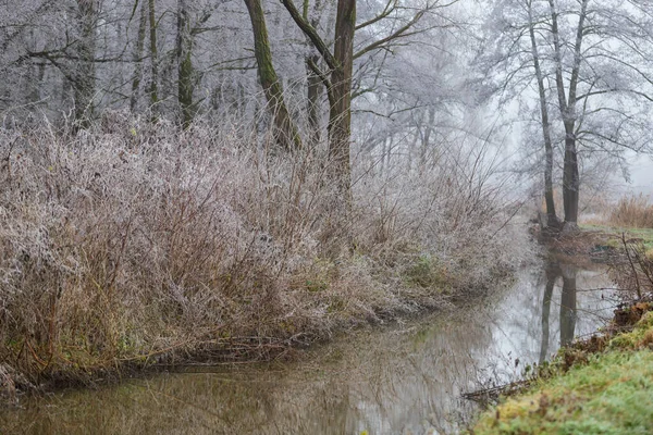 Petit Ruisseau Autour Duquel Sont Des Arbustes Des Arbres Givrés — Photo