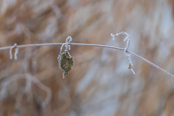 Çalının Üzerinde Asılı Duran Donmuş Yaprak Arkaplan Kahverengi — Stok fotoğraf