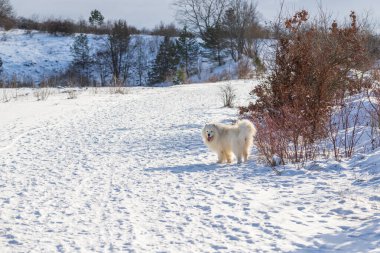 Samoyed - Samoyed güzel cins Sibirya beyaz köpeği. Dört yaşında bir köpek ovadaki karın üzerinde duruyor ve dili dışarı çıkıyor. Arka planda tepeler var..