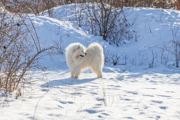 Samoyedo Samoyedo Hermosa Raza Siberiano Perro Blanco Perro Está Parado — Foto de Stock