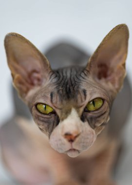 Yetişkin egzotik bir Sphynx kedisinin portresi. Kedide hiç kıl yok..