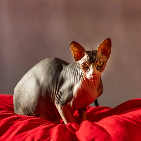 Sphynx Exotic Looking Cat Hairless Adult Cat Sits Red Pillow — Stock Photo, Image