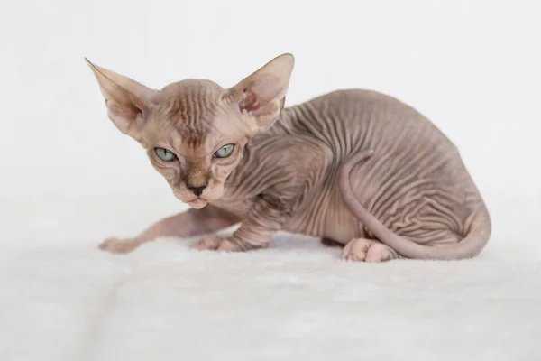 Little Kitten Exotic Cat Sphynx Cat Has Hair Background White — Stock Photo, Image