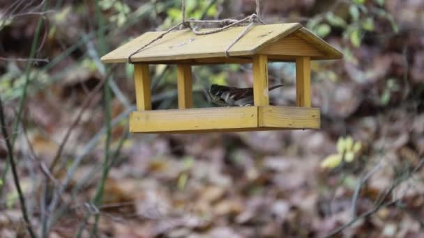 Parus Und Passant Fliegen Auf Vogelfutterhäuschen Und Nehmen Sonnenblume Mit — Stockvideo