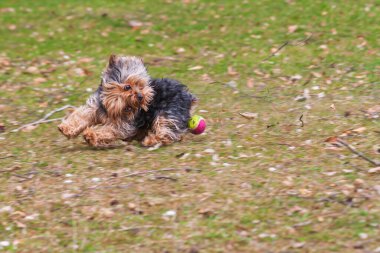 Küçük bir Yorkshire Teriyeri çayırda koşar ve küçük bir balon yakalar..