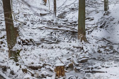 Ormandaki donmuş nehrin etrafındaki vadi karla kaplı..