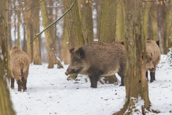 Wild boar - Sus scrofa - A group of wild boars stand in a forest among the trees in the snow.