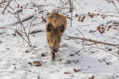 Yaban domuzu - Sus Scrofa yavrusu ormanda, karda yiyecek arıyor..