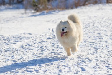Samoyed - Samoyed güzel cins Sibirya beyaz köpeği. Köpek karlı bir yolda koşar ve dili dışarı çıkar. Etrafta karla kaplı çalılar var..