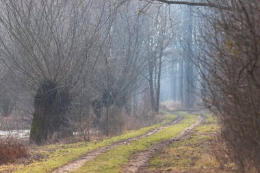 Forest Yolu. Yol boyunca söğüt ağaçları kaynak suyuyla doldu..