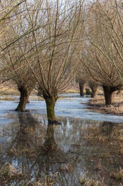 Yaşlı söğüt ağaçları. Gövdeler ve dallar görünür, suya yansıyor..