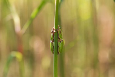 Yeşil ağaç kurbağası - Hyla arborea bir çimen yaprağının üzerinde. Bacakları görünür durumda. Arka plan güzel yeşil bir bokeh..