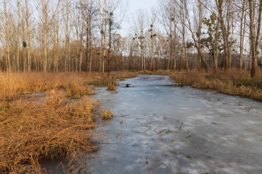 Donmuş nehrin etrafında bir sel yatağı var. Üzerinde ökseotu yetişen ağaçlar..