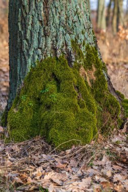 Ormandaki bir ağaç gövdesinin ayrıntıları. Bagajda yosun var. Yosun yeşildir.