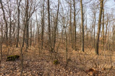 Karışık orman. Ağaçların yaprakları yok. Yapraklar yere düştü. Arka planda mavi bir gökyüzü var.