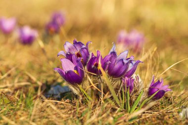 Bahar çiçeği Büyük çiçekli Passerine Pulsatilla grandis çayırda.